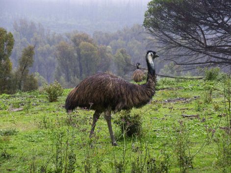 emu-bird.jpg